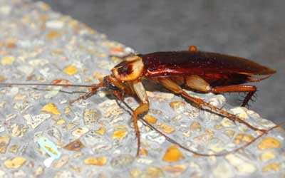 company service A tag